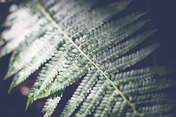 Green leaf fern, abstract natural background and texture in dark retro toning - Photo, image