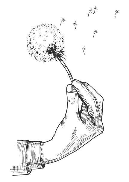 Vector hand drawn illustration of a male hand holding fluffy dandelion flower head. Blown seeds flying away. Vintage engraving style. - Vector, Imagen