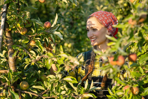 果実農家の女性彼女のリンゴ園を検査 - 写真・画像