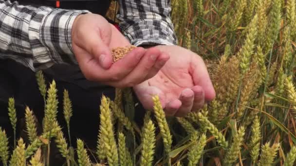 Rolnik z ziarna w ręce na polu pszenicy - Materiał filmowy, wideo
