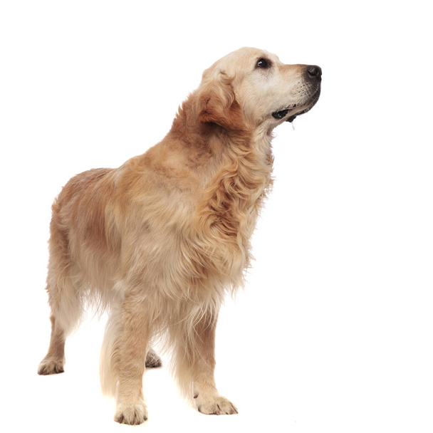 happy golden retriever standing on white background and looking up to side - 写真・画像