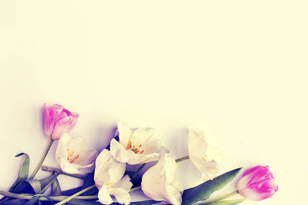 primer plano sobre hermosos tulipanes tiernos sobre fondo blanco con espacio de copia
 - Foto, Imagen