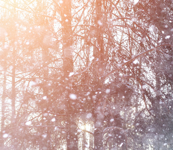 Talvi maisema lumen peitossa lakeuksia. Puisto talvella
  - Valokuva, kuva