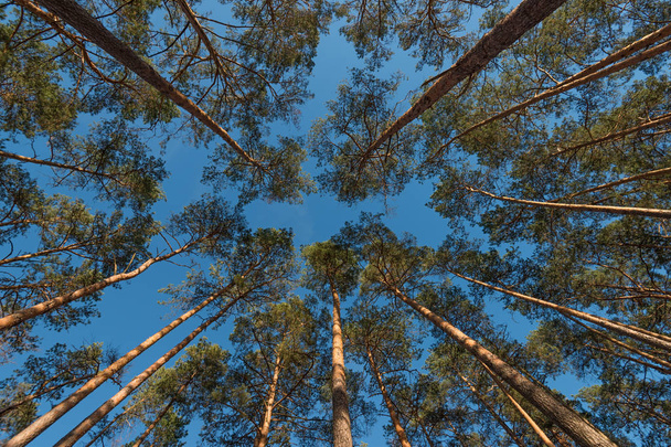 Wide angle shot of some pine trees towering up into the blue sky - Photo, Image