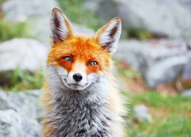 Красная лиса - Фото, изображение