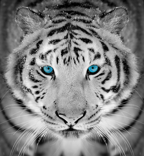 Красивый портрет дикого сибирского тигра на снегу с голубым глазом
 - Фото, изображение