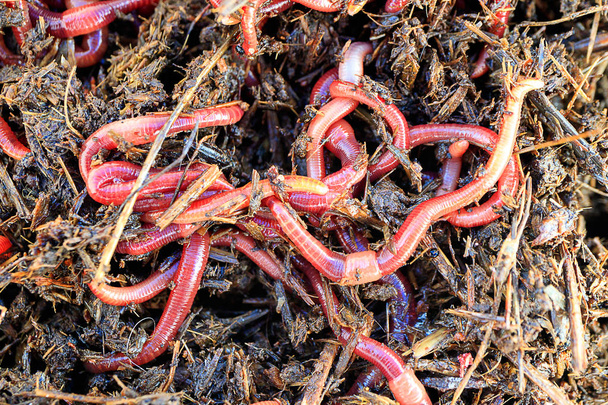 a lot of red worms striped for fishing outdoors on a summer day - Photo, Image