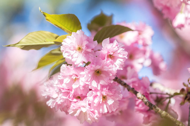 Nahaufnahme von rosa blühenden Kirschbaumzweigen, Sakura, während des Frühlings auf rosa Hintergrund. schöne Naturszene mit blühenden Bäumen und Sonnenstrahlen. geringe Schärfentiefe. - Foto, Bild