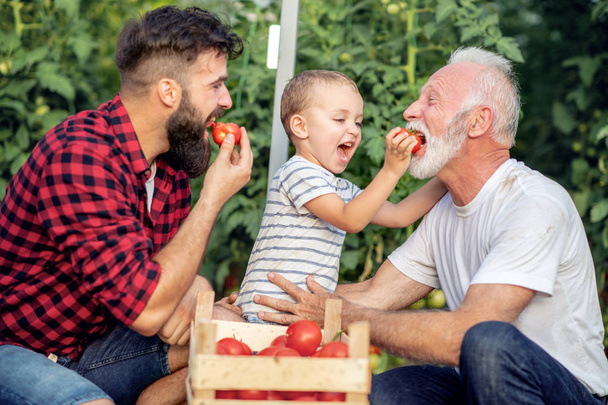 Dziadek, syn i wnuk zbieranie i jedzenie pomidorów  - Zdjęcie, obraz