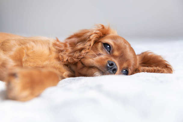 かわいい子犬の柔らかい毛布でリラックス - 写真・画像