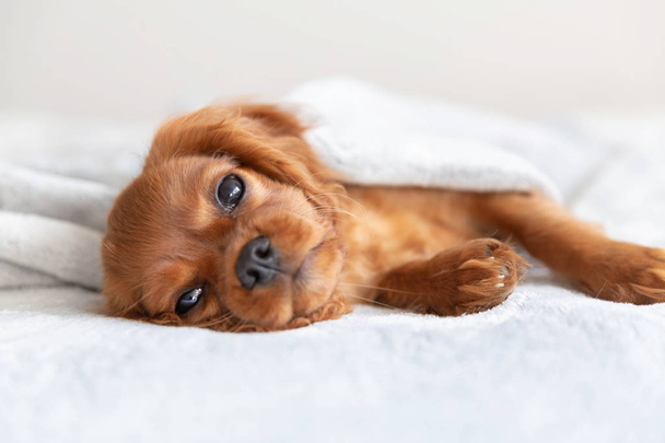 Lindo cachorro relajante bajo la manta suave
 - Foto, Imagen