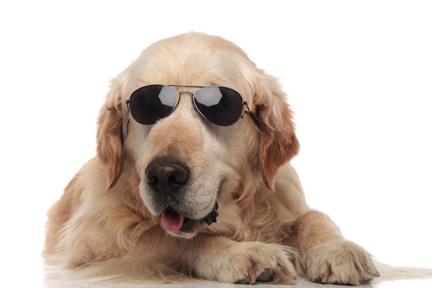 ciekaw labrador na sobie okulary przeciwsłoneczne leżące na białym tle i dysząc - Zdjęcie, obraz