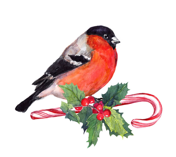 Christmas bird finch on candy cane and mistletoe. Watercolor - 写真・画像