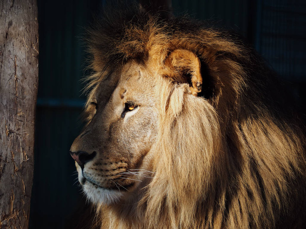 Lion great king at the dark background view from left - 写真・画像