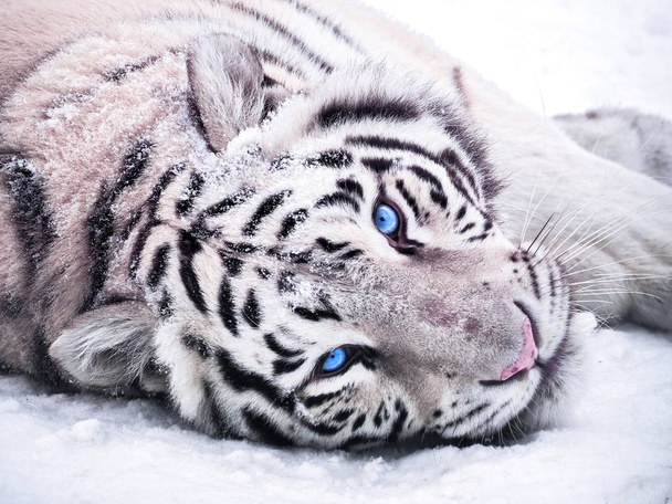 Valkoinen tiikeri Panthera tigris bengalensis lumi muotokuva
  - Valokuva, kuva