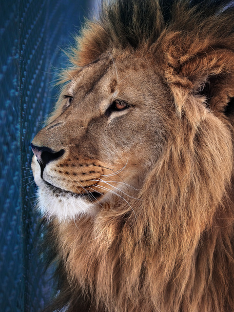 Lion moudrost poblíž modrá buňka - Fotografie, Obrázek