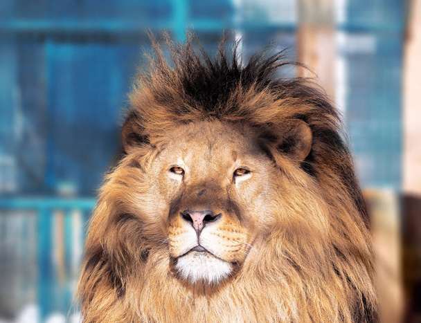 Lion close-up met slimme ogen  - Foto, afbeelding