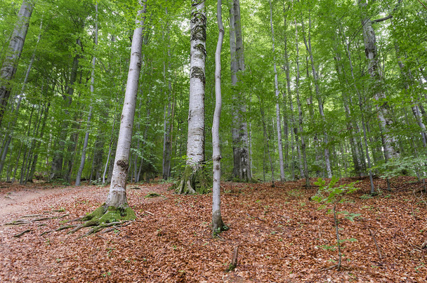 Landschaft im Hinterwald des Waldes im Frühling - Foto, Bild