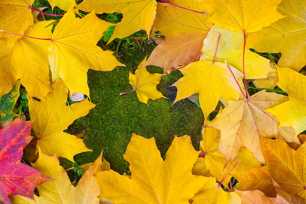 Fall frame made of coloful autumn leaves on green mossy background with empty  space for text. Outdoor fall concept - Foto, Imagem