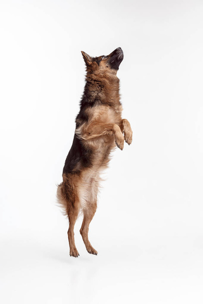 Shetland Sheepdog standing in front of a white background - Фото, зображення