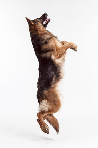 Shetland Sheepdog standing in front of a white background - Foto, Imagen