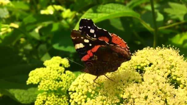 Nagy fekete pillangó uralkodó sétál a növényi-virággal és zöld levelek, etetés után. Pillangó uralkodó repülő körül egy virág, integetett a gyönyörű fényes szárnyát. Bajszos pillangó repül el. - Felvétel, videó