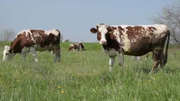 Lehmäparvi laiduntamassa vihreällä niityllä - Materiaali, video