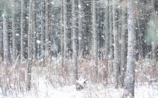 Winter forest. Landscape of winter forest on a sunny day. Snow-c - Fotografie, Obrázek