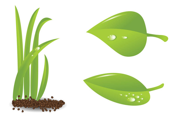 set of green leaves, herbs with water drops and texture of earth - Vector, Imagen