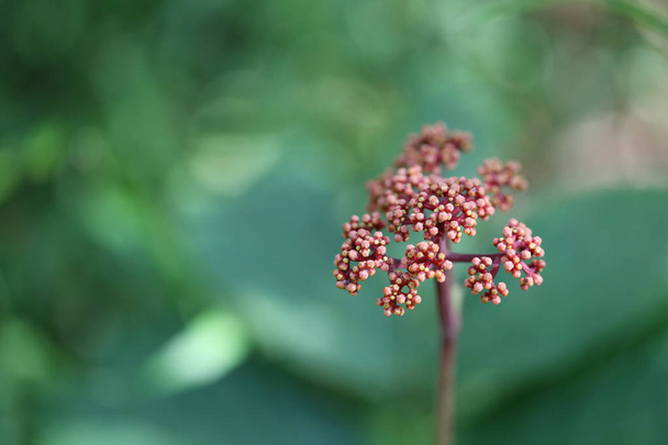 laurustinus flower of angelica not yet bloom in the rainforest,Tropical Forest Flower in Thailand. - Photo, Image