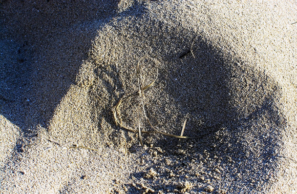 Palha em forma de g clave musical em grãos de praia arenosa macro close up textura de fundo
 - Foto, Imagem