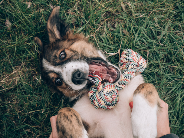 遊び心のある犬犬のおもちゃで遊ぶ - 写真・画像