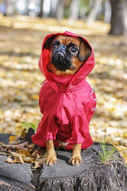 Собака небольшой brabanson с каштаном цвета носить в красном в целом в осеннем парке
 - Фото, изображение