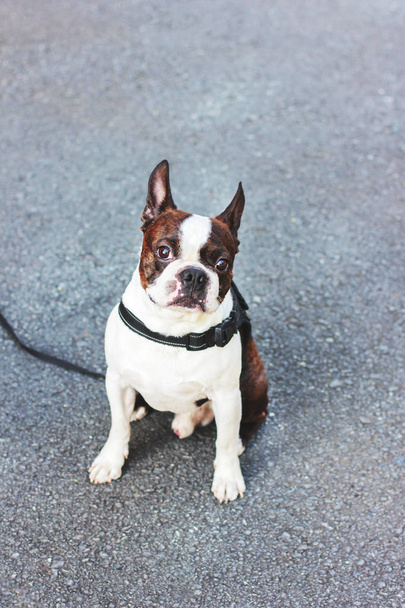 Lindo perro boston terrier sobre fondo gris
 - Foto, imagen