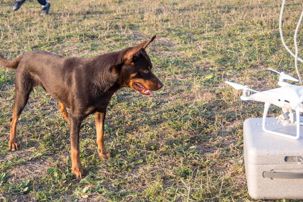 O cão kelpie australiano observa e persegue o drone e tenta pegá-lo
 - Foto, Imagem