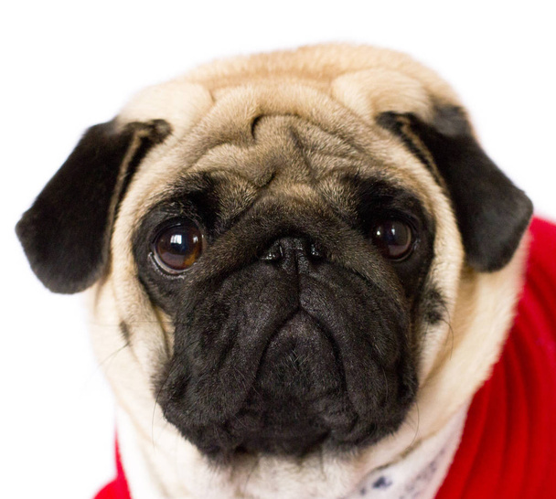 Bardzo ładna siedzący Mops pies w czerwonym nowy rok sukienka. Patrząc na smutne oczy. Na białym tle - Zdjęcie, obraz