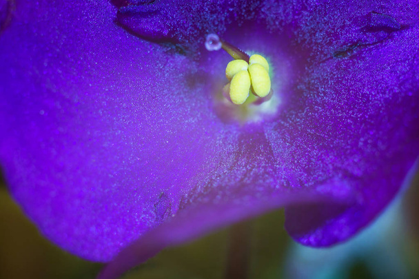 The core of the purple flower with yellow balls in the center close-up.  - Foto, immagini