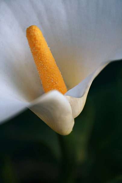 Blooming white calla lily flower with bright yellow heart close up - Photo, Image