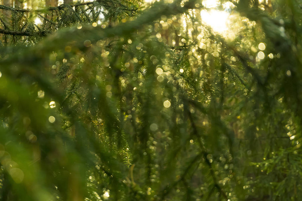 blurry sunny green abstract background - defocused drops on tree branches after rain in sunlight - Foto, imagen
