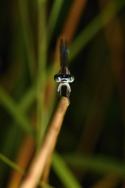 Damigella dalla coda blu (Ischnura elegans
) - Foto, immagini