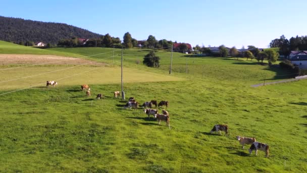 Catlle herd grazing on mountain pasture, aerial footage - Footage, Video