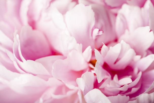 Tender pink peony flower on blurred background - Fotó, kép