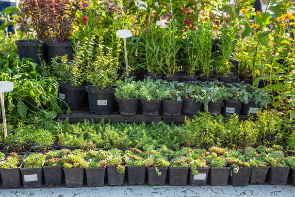 Saplings in garden pots in plant nursery. Shop of plants, garden store - Φωτογραφία, εικόνα