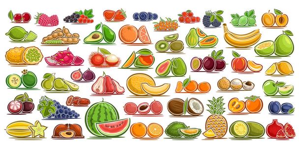 Векторный набор свежих фруктов, 49 вырезанных органических фруктов и ягод, группа красочных дизайнерских табличек для упаковки напитков или мороженого, сладкий абрикос, здоровая крыжовник, плоские символы для закусок или варенья
. - Вектор,изображение