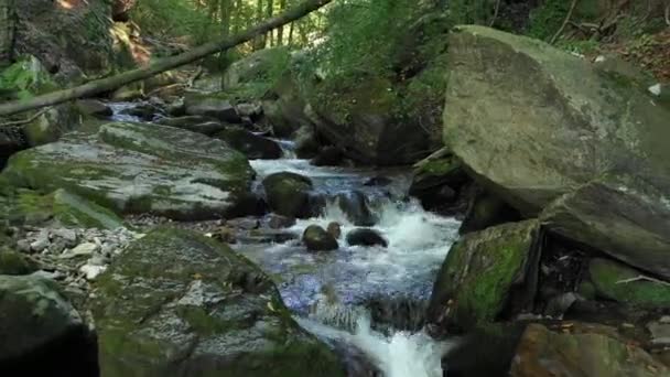 Rivière de montagne qui coule sur les rochers et les rochers dans la forêt
 - Séquence, vidéo
