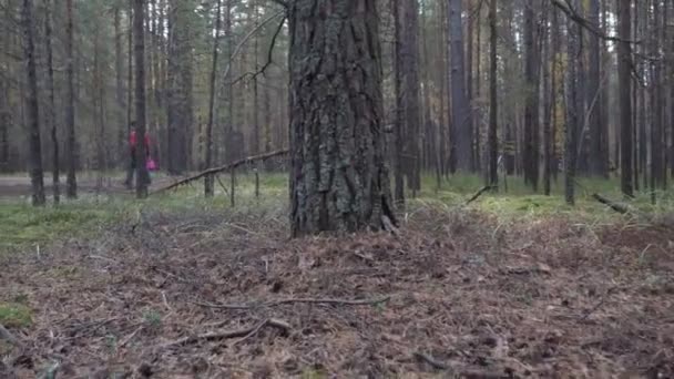 Egy kosár ember sétál a tűlevelű erdő, és úgy néz ki, a gomba. - Felvétel, videó