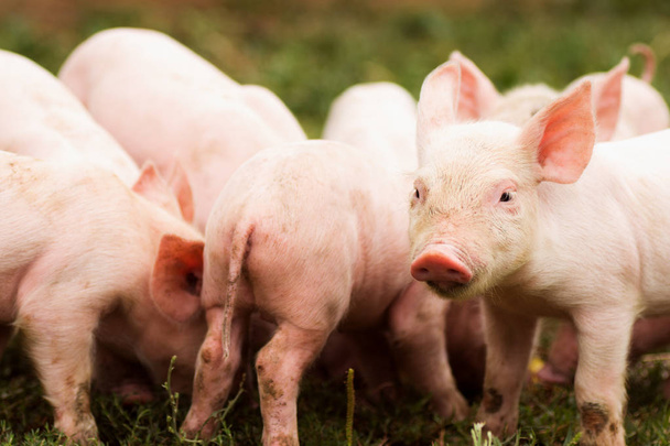 Группа милых розовых поросят на траве, концепция разведения свиней в сельском хозяйстве
. - Фото, изображение