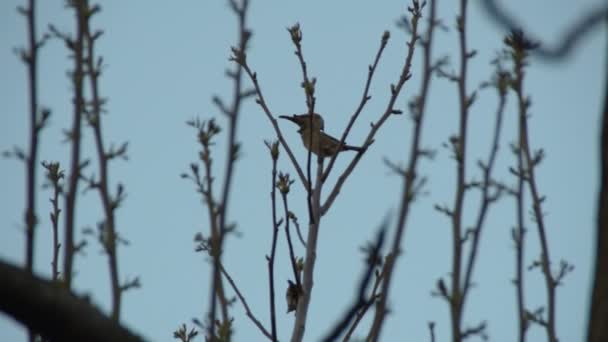 Sparrow On A Branch - Footage, Video