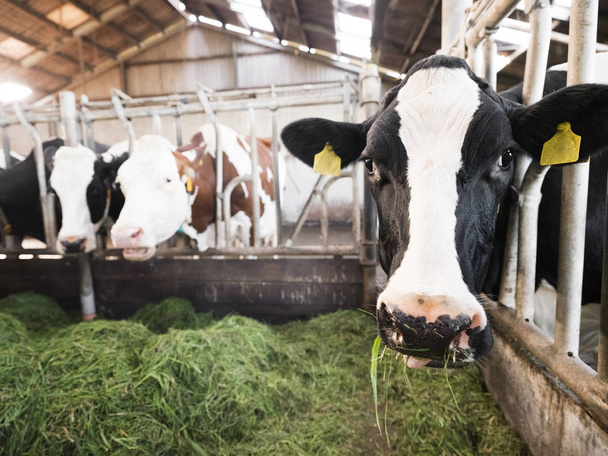 пятнистые черные коровы Гольштейна кормятся из зеленой травы в сарае на голландской ферме
 - Фото, изображение
