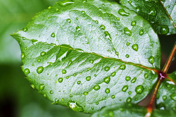 Close up photo of a green leaf with dew drops - Foto, Bild